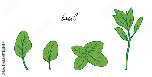 Basil leaves and sprig set. hand drawn aromatic spice, green vegetable, vector isolated leafy green doodle illustration collection  for culinary illustrations, spice packaging, and botanical designs.