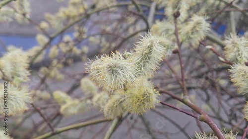 Spring blossoming willow, fluffy inflorescences on a branch, close-up. Spring