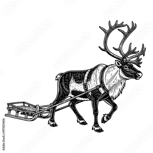Vintage Engraving of a Reindeer Pulling a Traditional Sled in Winter