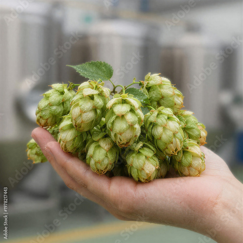Brewer holding fresh hops for beer production