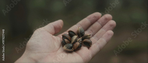 hand holding handful of piones araucaria seeds with forest background