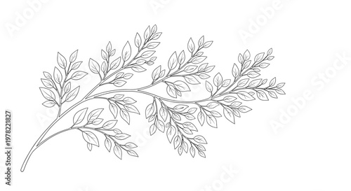 Detailed line drawing of a leafy branch with many small leaves, creating a botanical illustration that captures the simple beauty of nature.