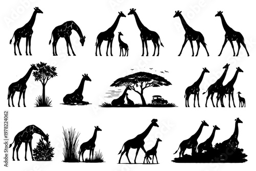 Silhouette giraffe family: wildlife scenes in african savanna.