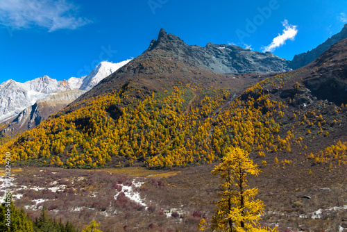 view of autumn highland snow mountain of Yading Nature Reserve, snow-capped mountains, crystal clear lakes, vast grasslands, colorful forests, Shangri-La Town, Daocheng, Sichuan, China