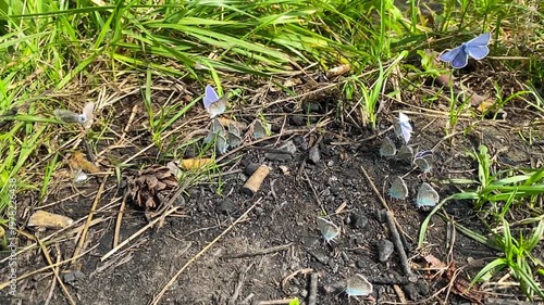 Blue butterflies flying around cigarette butts on grass.