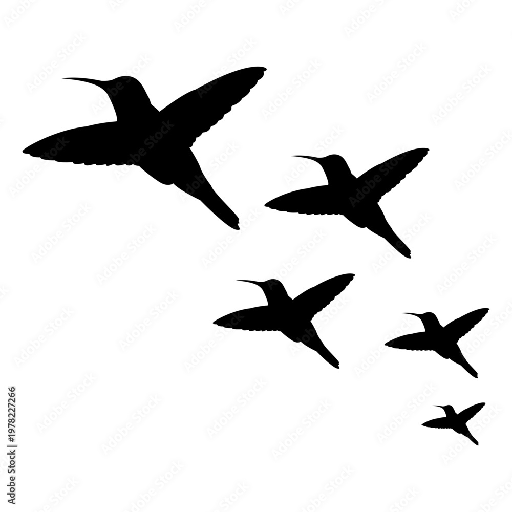 Obraz premium Hummingbird Silhouette Flock
