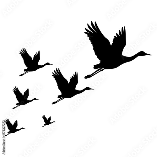 Flying Crane Bird Silhouette Flock