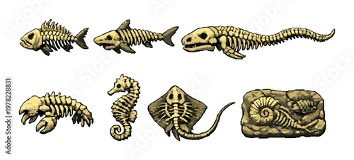 Sea creature fossils arranged in rows on muted background