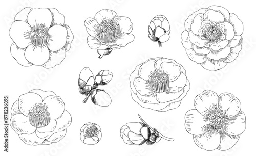 Quadro su tela Traditional hand drawn camellia floral set in vintage engraving botanical line art