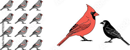 Red Cardinal Bird Set Featuring Multiple Poses and Color Variations for Nature, Wildlife, and Birdwatching Illustrations