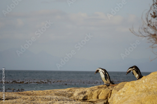 African penguins on coastal rocks overlooking ocean, Boulders Beach