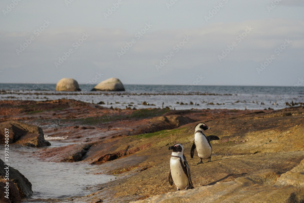 Obraz premium Two African penguins on rocky shoreline with ocean and boulders in background