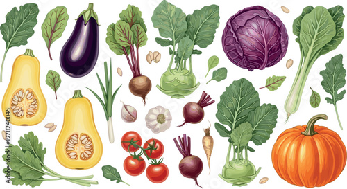 Colorful vegetable collection vector illustration set featuring pumpkin cabbage eggplant beetroot tomato garlic and leafy greens isolated on white background