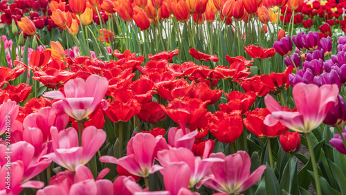 Colorful Tulip Fields in Bloom at Keukenhof Gardens, Amsterdam, Netherlands – Vibrant Spring Floral Landscape