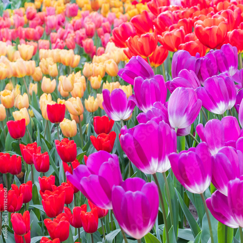 Colorful Tulip Fields in Bloom at Keukenhof Gardens, Amsterdam, Netherlands – Vibrant Spring Floral Landscape