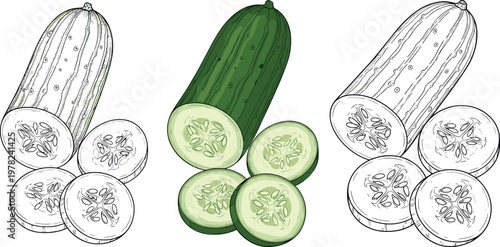 Cucumber illustration set with whole vegetable and sliced pieces in colored and line art style isolated on white background