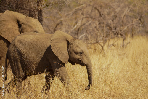 Baby African elephants walking through dry grass in Kruger National Park, South Africa