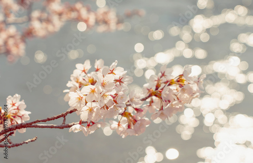 Close-up of cherry blossoms along the river. 川沿いの桜のクローズアップ