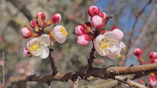 Flowers and buds on tree branches. Spring apricot blossoms. Nature and rainy weather. Flower buds