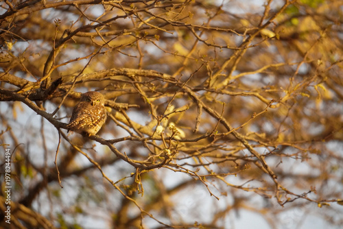 Pearl-spotted owlet perched in tree branches in morning light, Kruger National Park