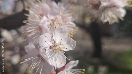 Flowers and buds on tree branches. Spring apricot blossoms. Nature and rainy weather. Flower buds