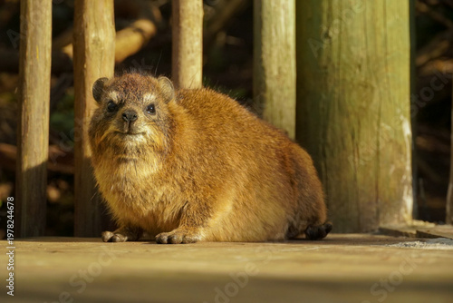 Rock hyrax (dassie) sitting on wooden deck in warm sunlight, Boulders Beach, South Africa