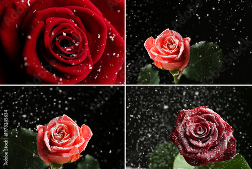 Beautiful red roses and falling snow, collage