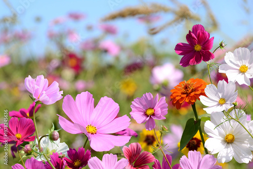 Fotografia Garten 1565