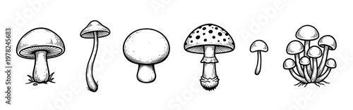 Various mushrooms hand drawn in a detailed black and white sketch style, showcasing different shapes and sizes of fungi illustrations.