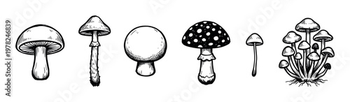 Various hand-drawn black and white mushroom illustrations depict diverse fungi species with intricate details and textures, showcasing a classic botanical sketch art style