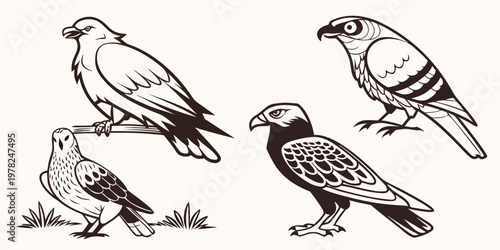 Set of four stylized birds of prey vector illustrations with predator wildlife illustration collection monochrome isolated ornament creature predatory wilderness birdwatching