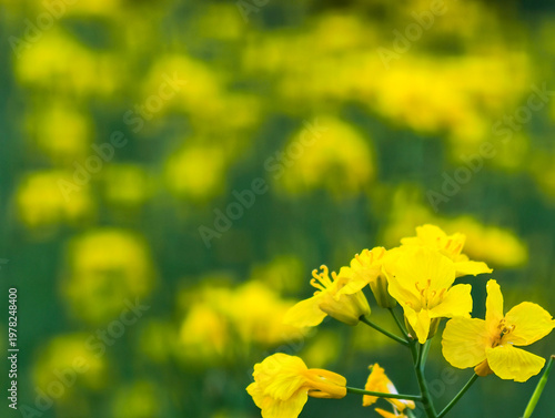 Fresh rapeseed flowers garden in spring season