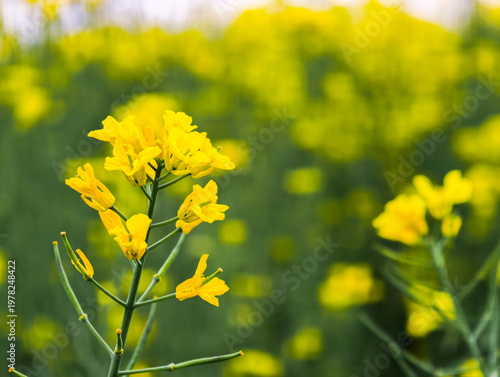 Fresh rapeseed flowers garden in spring season