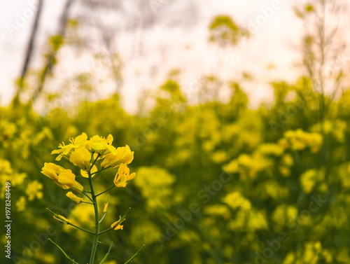 Fresh rapeseed flowers garden in spring season
