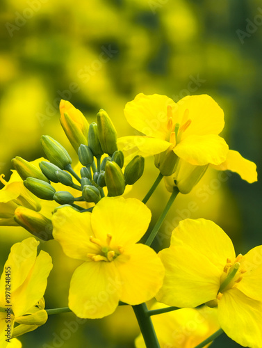 Fresh rapeseed flowers garden in spring season
