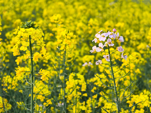 Fresh rapeseed flowers garden in spring season