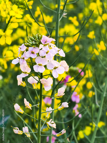 Fresh rapeseed flowers garden in spring season