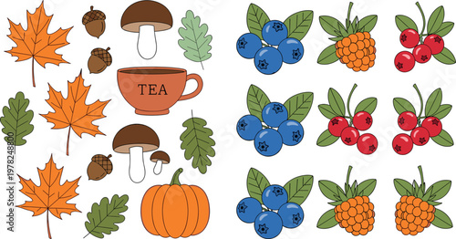 Autumn and Fall Collection Featuring Leaves, Mushrooms, Tea, Blueberries, and Raspberries for Seasonal, Organic, and Nature Illustrations