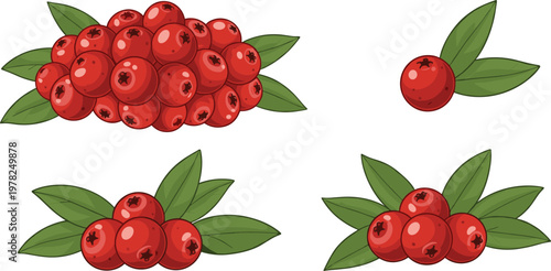 Flat vector red berry collection with green leaves cranberry fruit botanical elements fresh organic food illustration set isolated on light background