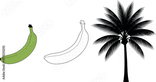 Banana fruit illustration set with green banana outline drawing and tropical palm tree silhouette vector isolated on white background