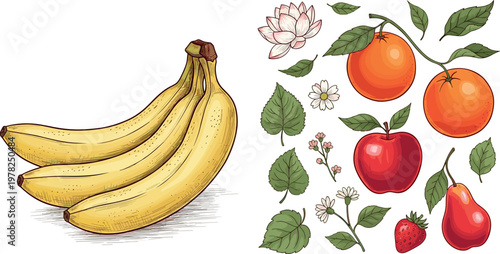 Banana and fruit illustration set with tropical fruits leaves and flowers in vintage style isolated on white background