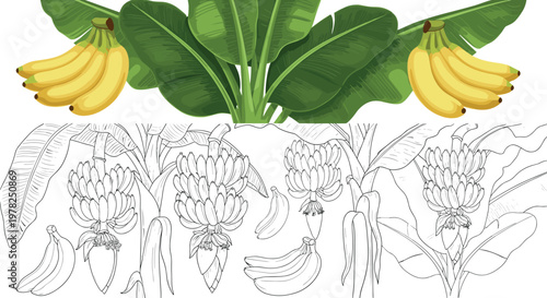Banana plant illustration set with leaves, fruit bunch and growth stages in colored and line art style isolated on white background