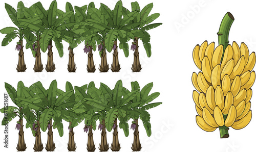 Banana plantation vector illustration with tropical banana trees rows and ripe banana bunch agricultural farm design isolated on white background