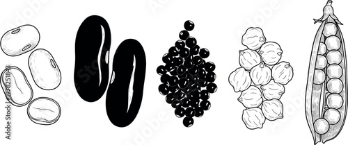 Bean and Pea Collection Featuring Various Types of Beans, Seeds, and Pods for Organic Food, Agriculture, and Healthy Lifestyle Illustrations