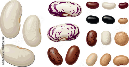 Bean varieties illustration set with different legumes and seeds isolated on white background, organic food and agriculture vector collection