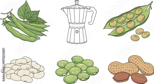 Beans and coffee vector illustration set featuring green pods white beans peanuts and moka pot with assorted legumes isolated on white