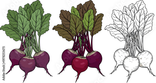 Beetroot illustration set with fresh roots and leafy tops in color and line art style isolated on white background