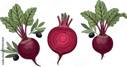 Beetroot vegetable vector illustration with whole roots sliced cross section leaves and olives organic food isolated on white background