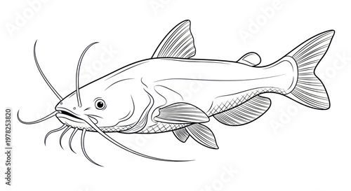 Catfish illustration - Hand-drawn sketch of a fish with long barbels, isolated on white background