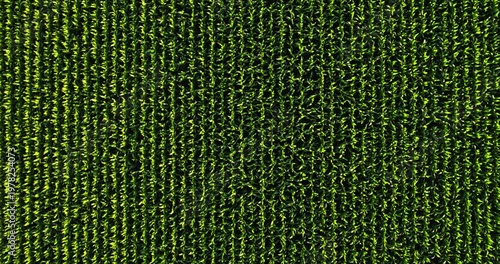 Aerial top-down view flying over cornfield